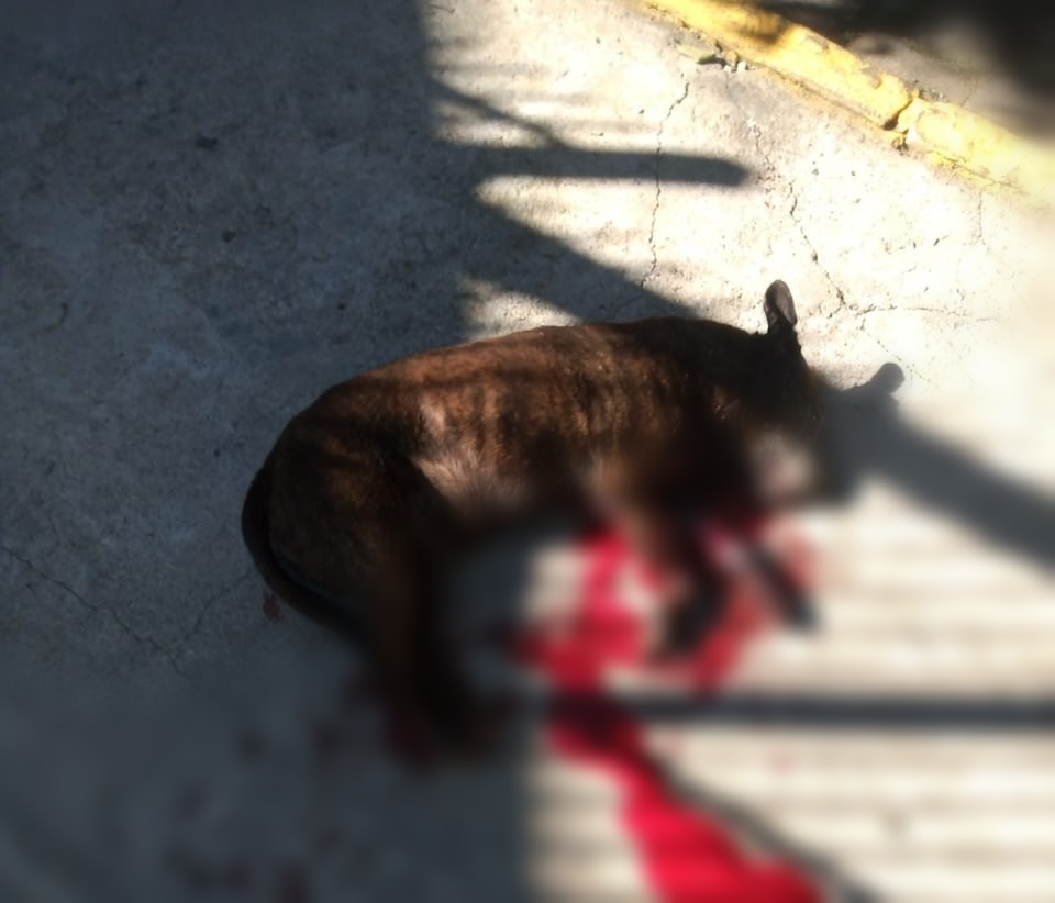 Cachorro é degolado em bairro de Farroupilha