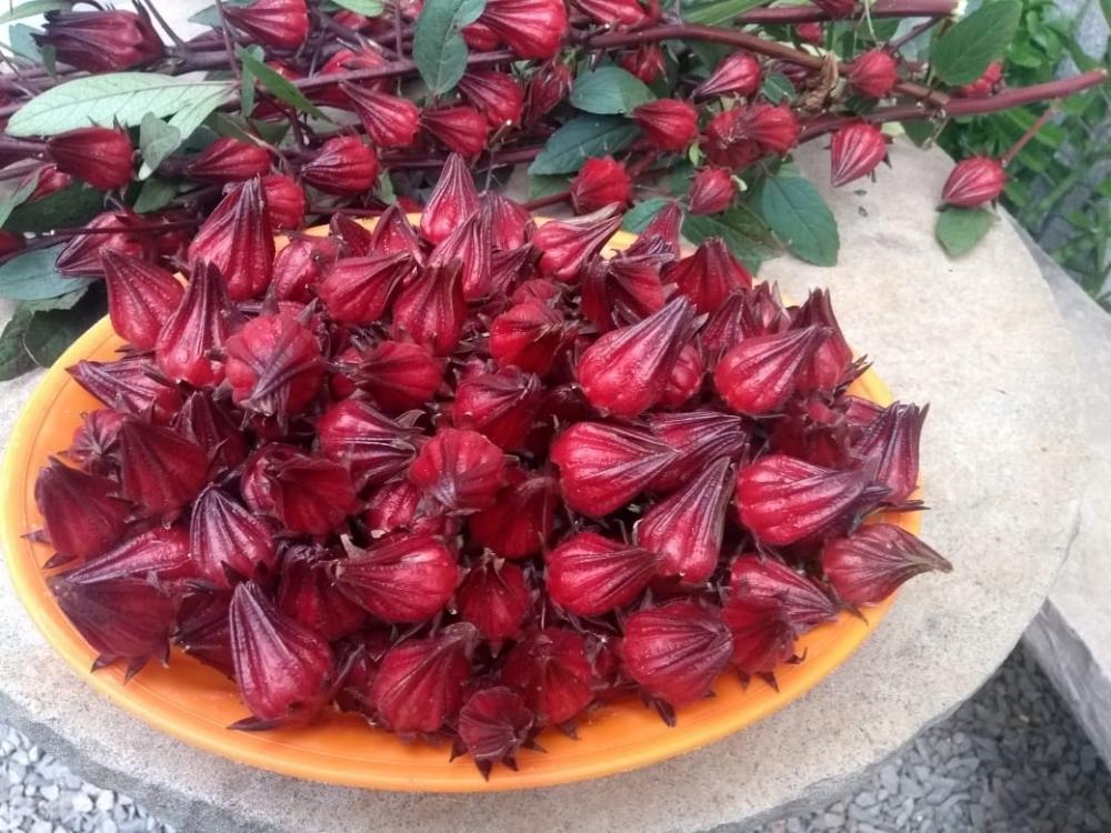 Chá de hibisco: uma bebida benéfica ao organismo