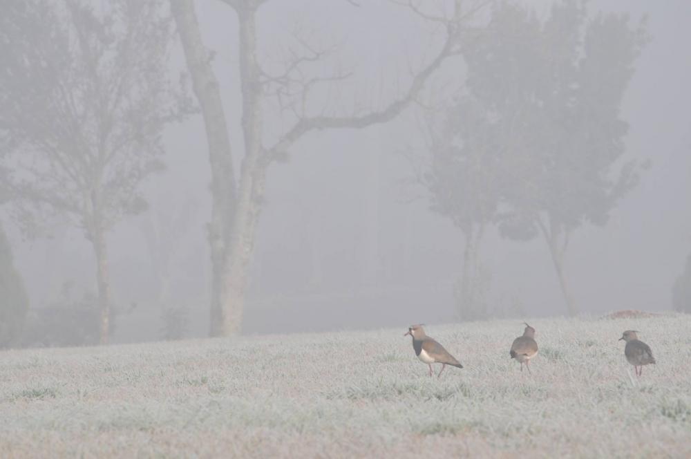 Foto: Jorge Bronzato Jr.