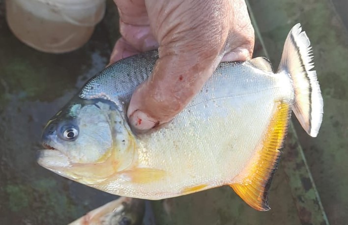 Espécie de piranha ataca peixes em rio de quatro cidades gaúchas