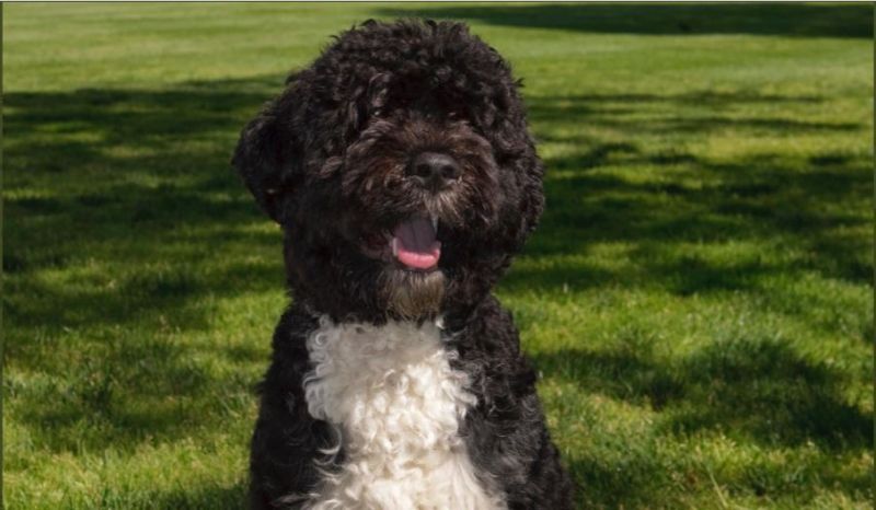 O cão Bo foi adotado logo no início do governo de Barack Obama, em 2009 - (Foto: Reprodução / Twitter)