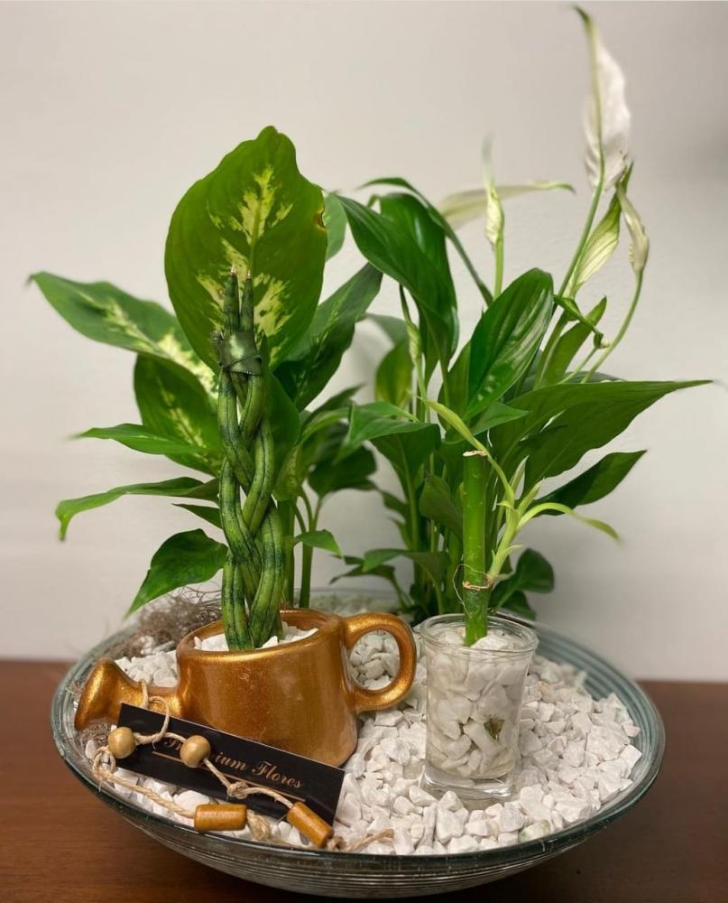 As plantas que ajudam no equilíbrio do seu lar