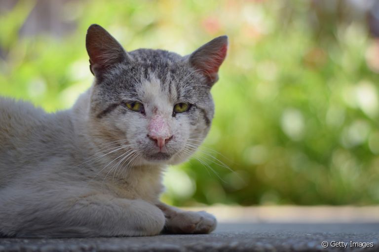  Cuidados com a alimentação do gato mais velho