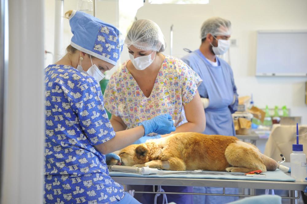 (Foto: Claudia Velho/Divulgação)