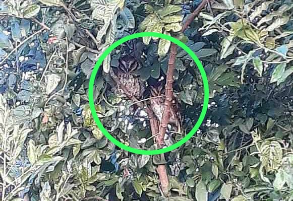 (Divulgação Aaeco)