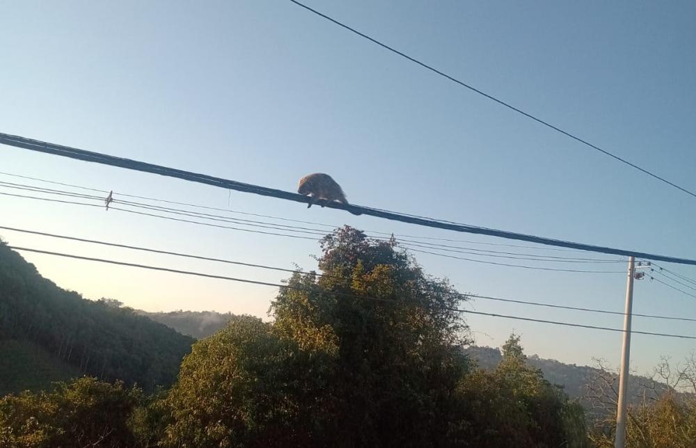 Bombeiros de Bento resgatam porco-espinho que estava na fiação de telefonia