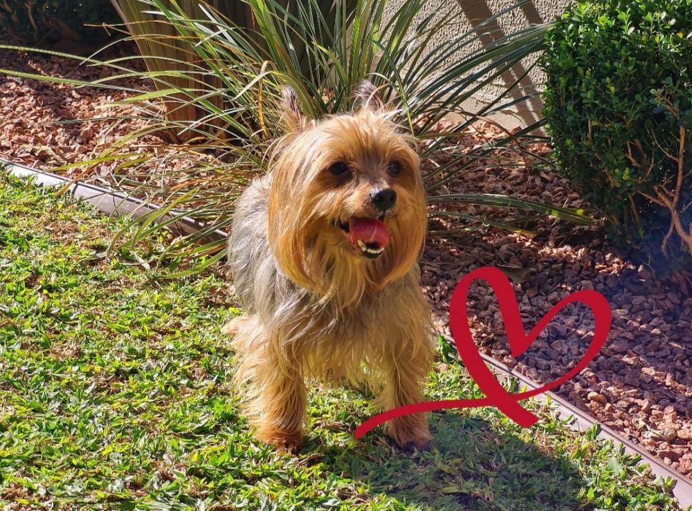 Setembro Vermelho Pet