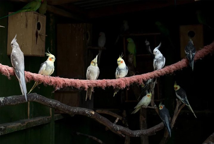 Calopsita: os benefícios do espinafre para a ave!