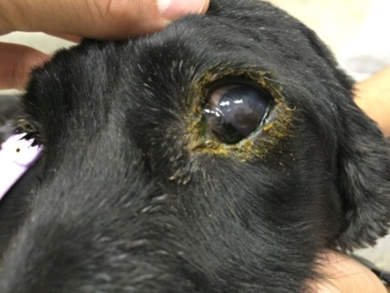 Cinomose: O que você precisa saber sobre ela?