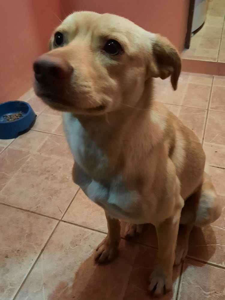 Cãozinho Bob é encontrado e já está em casa
