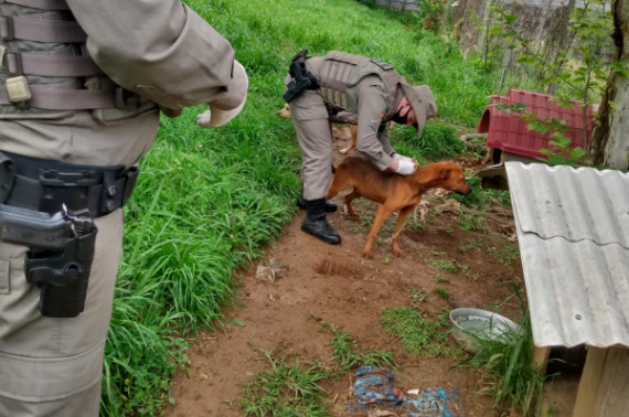 Cães estavam amarrados no átio de uma casa, sem água e sem comida.