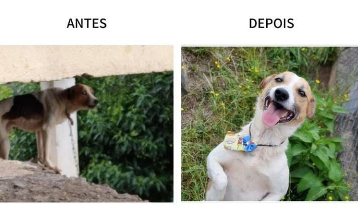 Cães resgatados de maus-tratos aguardam por novos lares em Bento