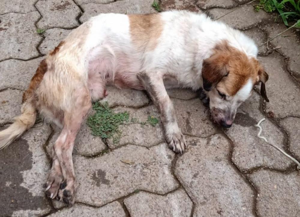 Bombeiros e Brigada Militar fazem vaquinha para ajudar cão que foi jogado em barranco
