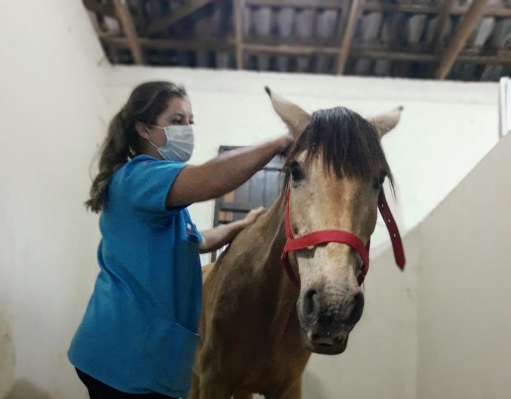 Animais são de responsabilidade das ONGs Proteção Animal Caxias (PAC) e SOAMA, que obtiveram sua guarda.