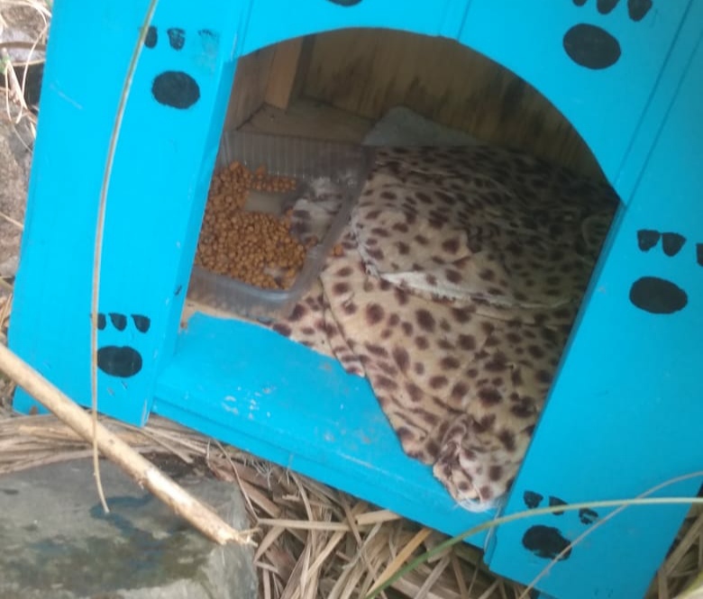 Mais uma vez, gatos são envenenados no bairro Santa Helena, em Bento Gonçalves