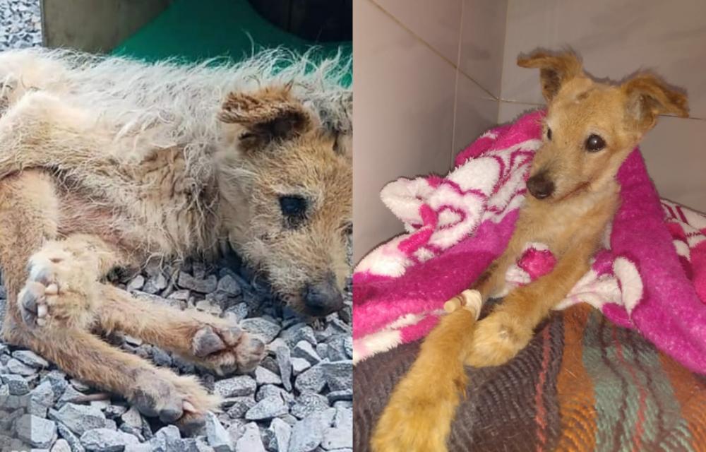 Resgatado no bairro Santa Rita com menos de dois quilos, cãozinho morre após 12 dias