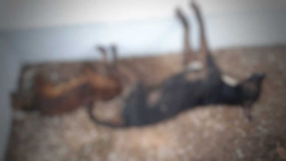 Homem é preso após envenenar quatro cachorros