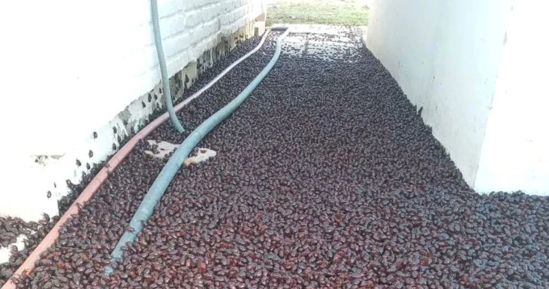 Cidade argentina é invadida por besouros