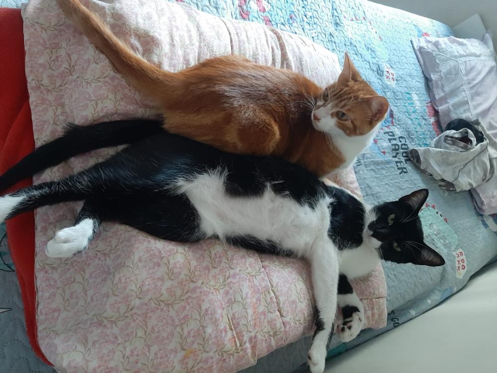 Saiba quais são os motivos para ter um gato em casa