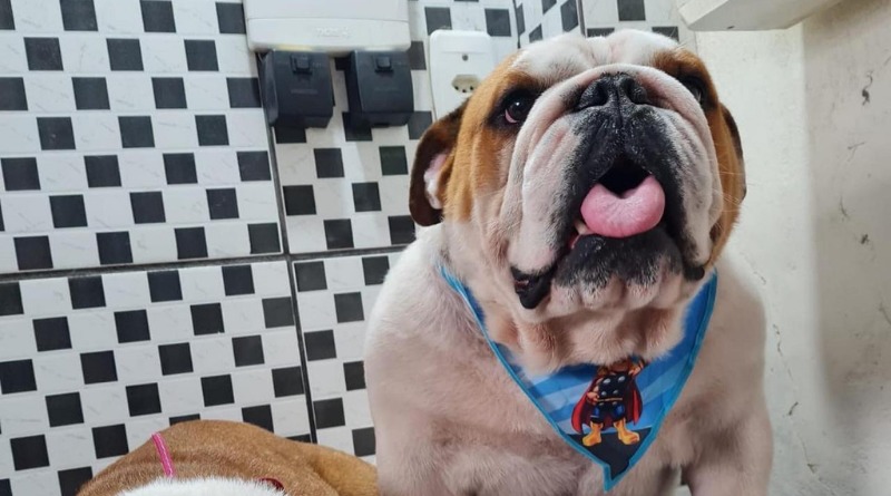 Polícia Civil faz exumação em animal para comprovar morte intencional