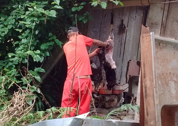 Polícia Ambiental flagra homem matando e fazendo churrasco de cachorros