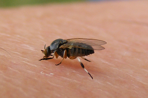Farroupilha faz aplicação de larvicida para controle do mosquito borrachudo