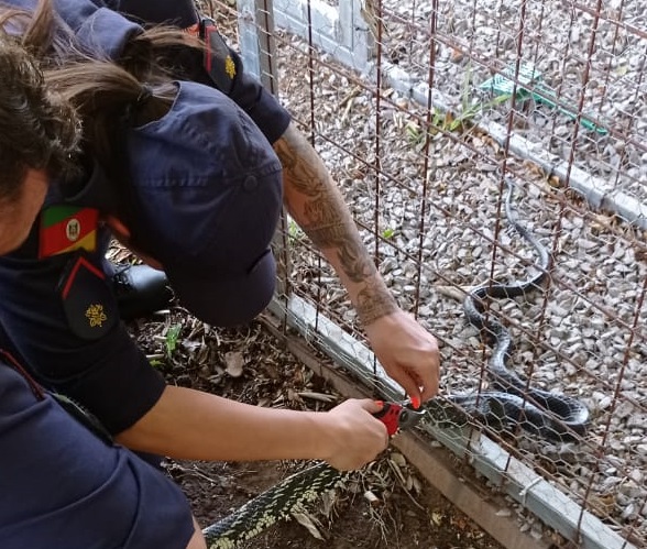 (Divulgação Bombeiros)