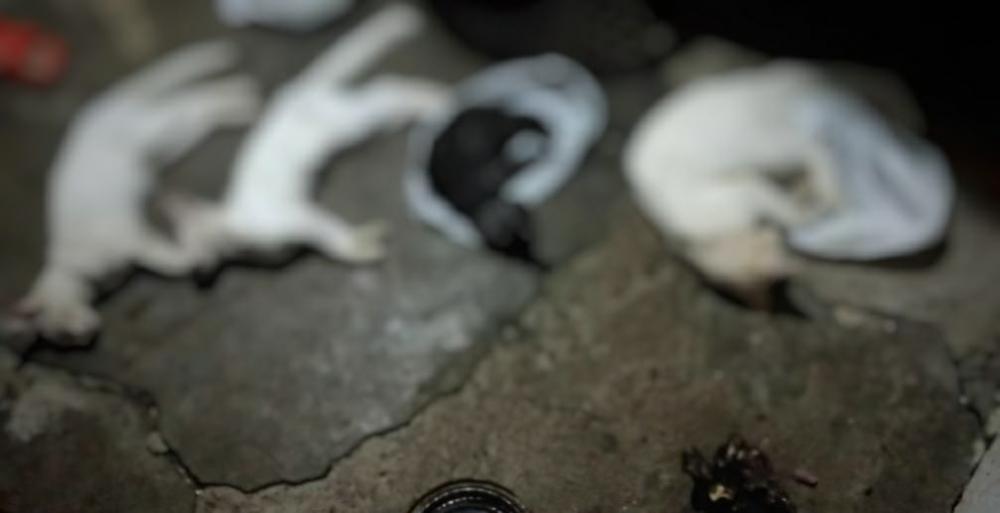 Massacre e sumiço de gatos no Conceição tiveram omissão da prefeitura de Bento