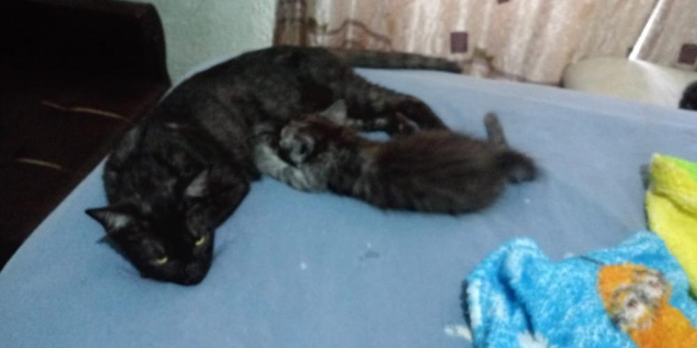 Prefeitura de Bento não consegue dizer onde estão os gatos retirados de casa no Conceição