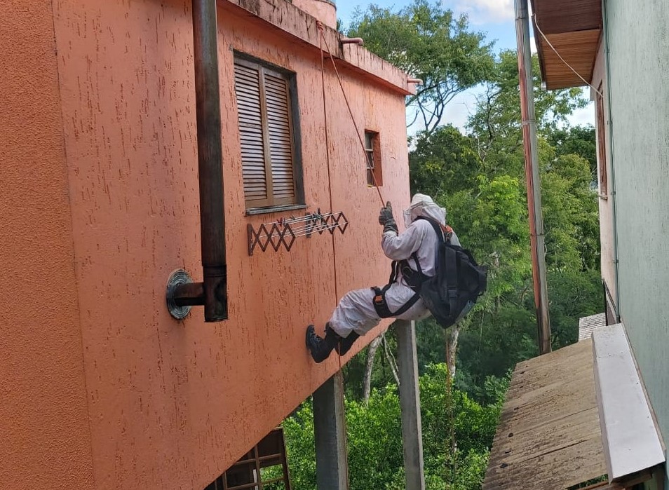 Ataque de enxame de abelhas mata cachorro e deixa dois homens feridos em Bento Gonçalves
