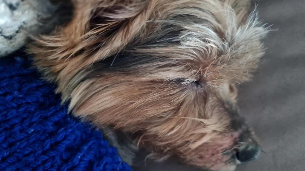 BobBagui -14 anos, soninho da tarde