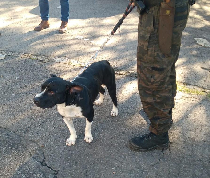 Animal foi recolhido e entregue a um terceiro para ser cuidado