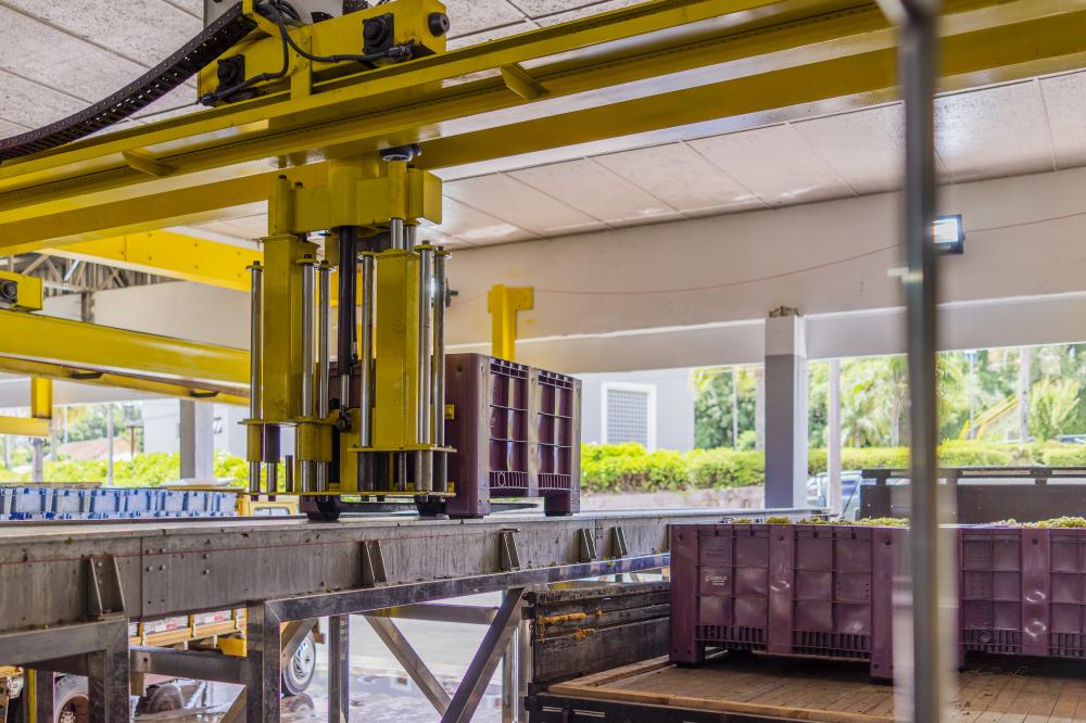 De menor volume, porém de excelente qualidade, a safra 2022 promete, mais uma vez, rótulos de destaque na vitivinicultura nacional - Fotos: Augusto Tomasi/Vagão Filmes