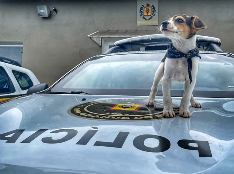 Cãozinho Recruta ganhou um lar e tornou-se o mascote oficial do 36º BPM