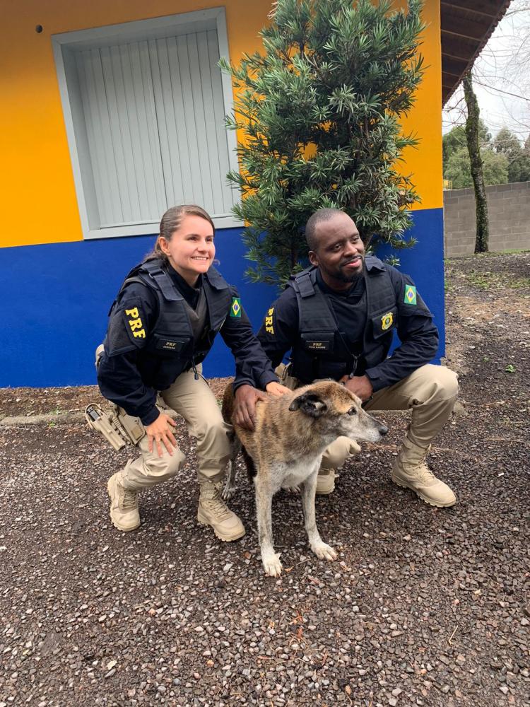 Agentes da PRF resgatam cadela perdida na BR 470 em Bento Gonçalves