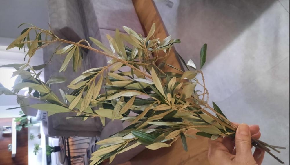 foto - @Gimorello_ci