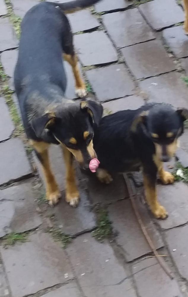 Cadelas prenhas são abandonadas em Bento Gonçalves