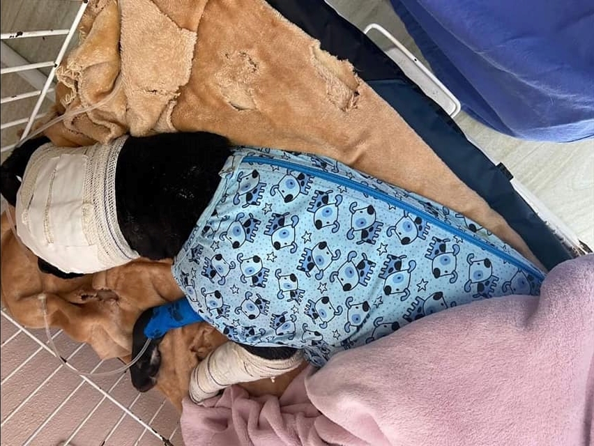 INACREDITÁVEL: Cão é jogado dentro de churrasqueira acesa em Cotiporã