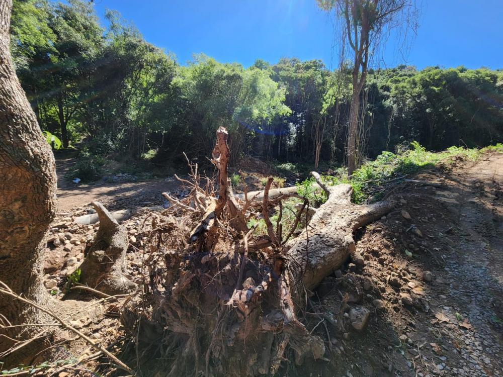 Frota diz que o dano causado pela retirada dessas árvores é incomensurável - (Foto: Paulo Sergio/Câmara dos Deputados)