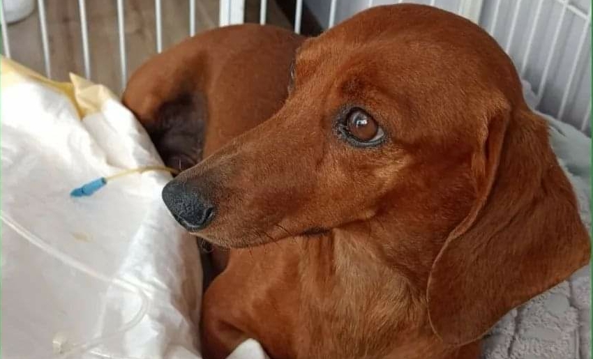 Idosa de Bento precisa de ajuda para cirurgia de seu cachorrinho