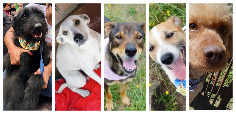 Gilda, Claire, Pacco, Maitê e Dourado estão aguardando um novo lar há anos. Foto: Divulgação
