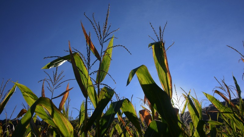 Na última safra, foram oferecidos 51 cultivares de milho e sorgo de 11 diferentes empresas - Foto: Fernando Dias SEAPDR