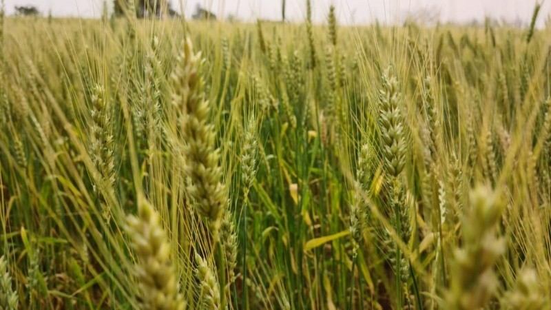 Safra de trigo impactou positivamente resultados das vendas externas - Foto: Divulgação Emater / Arquivo