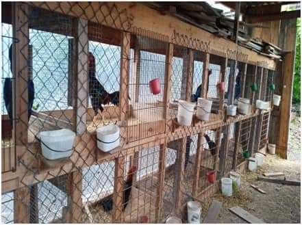 Crédito: Patrulha Ambiental de Bento Gonçalves