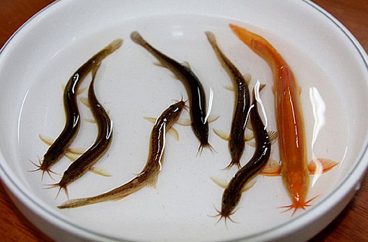 Peixe-vampiro, como é conhecido, tem sido visto mais em mulheres até o momento - Fotos: Divulgação