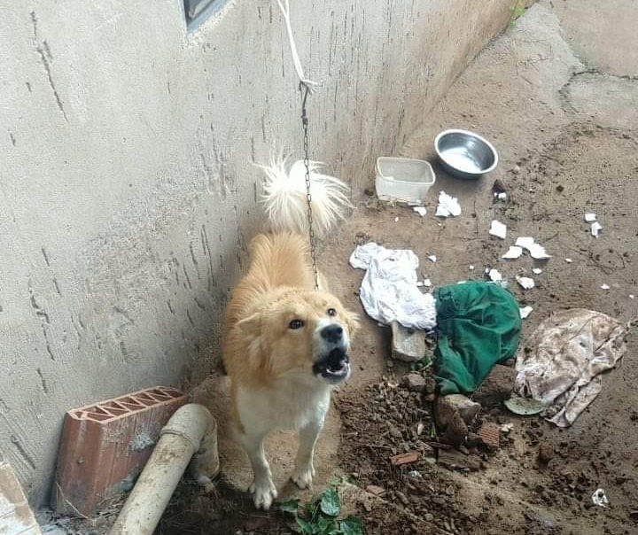 Policiais resgatam cão em situação de maus tratos no bairro Ouro Verde, em Bento Gonçalves