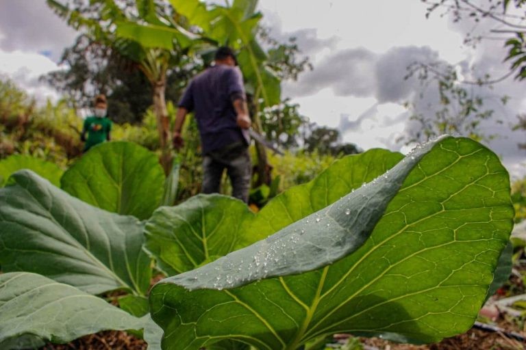Mais de 75% dos estabelecimentos rurais pertencem à agricultura familiar - (Foto: Leonardo Henrique e Valmir Fernandes/Fotos Públicas)