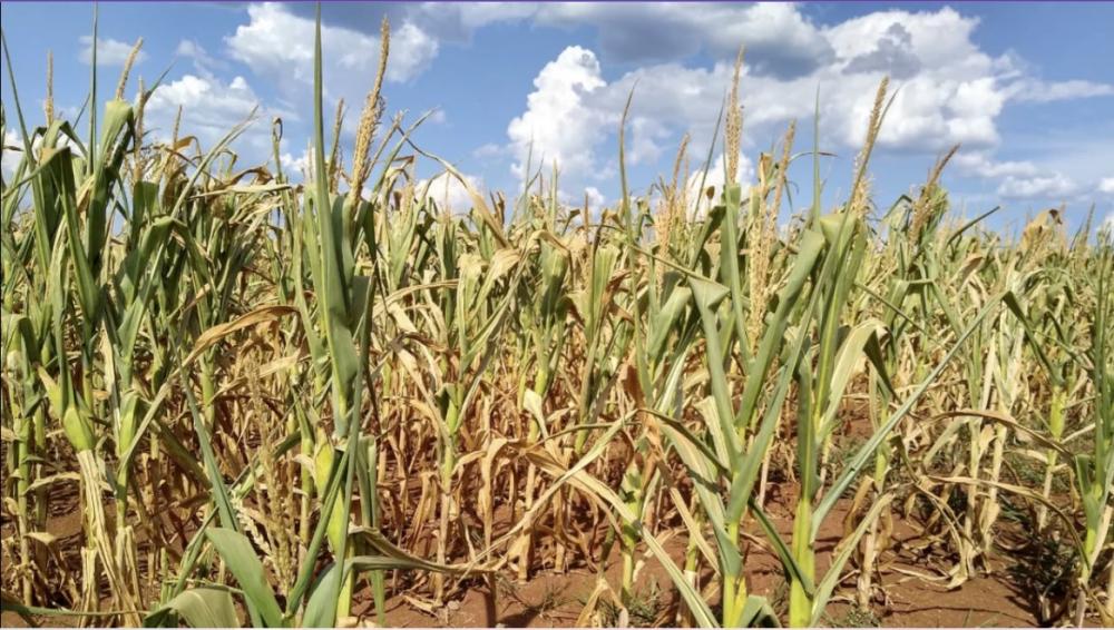 A estiagem atingiu o Estado por todo o verão. Crédito: Fetag/Divulgação