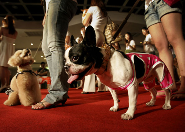 Animaizinhos serão atração no dia 14 de junho na passarela da ExpoBento