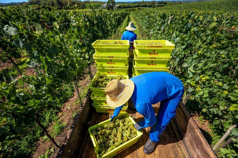 Os dados informados no Sisdevin relativos à produção de uvas e derivados garantem informações de rastreabilidade - Foto: Divulgação